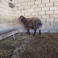 بره قوچی دو ساله فروشی