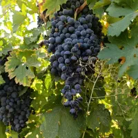 انگور رشه سردشتی مخصوص آبگیری