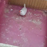 فنچ زبرا قیمت ۶۰۰