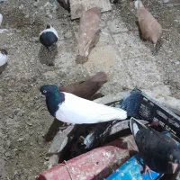 سلام کفتر رنگی سرسیا پاک سرسرخ پاک