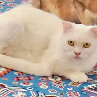 گربه اسکاتیش فولد|گربه|شیراز, آبیاری|دیوار
