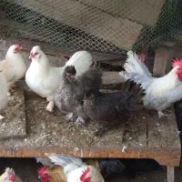 بوقلمون و مرغ و خروس تزیینی|پرنده|هچیرود, |دیوار