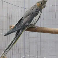 ماده سینامون