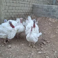 بوقلمون بیوتی ارگانیک|حیوانات مزرعه|صحنه, |دیوار