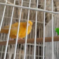 قناری|پرنده|شیراز, ماه فیروزان|دیوار