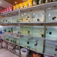 آکواریم ماهی  گوپی اسکار سیچلاید  آروانا مولی|ماهی|ری, فیروزآبادی|دیوار