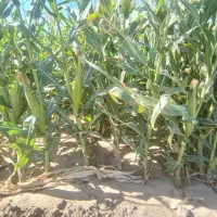 ذرت علوفه ای فروشی