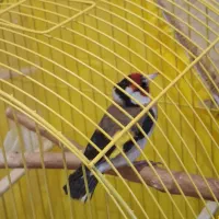 جفت سهره نر و ماده