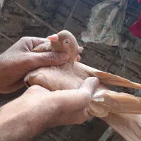 کبوترهندی و رنگی