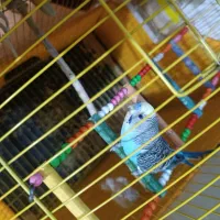 مرغ عشق سر حال