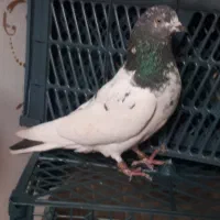 کبوتر تی دی