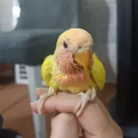 ۳ تا جوجه کوتوله برزیلی