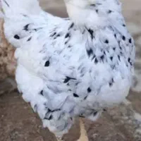 تخم مرغ گلین اصل