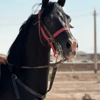 سیلمی دوسر مشکی جهت کشش|اسب و تجهیزات اسب‌سواری|یزد, |دیوار