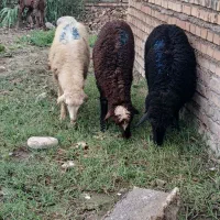 گوسفند و بره