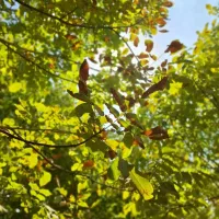 گوشیF54|موبایل|مسجد سلیمان, |دیوار