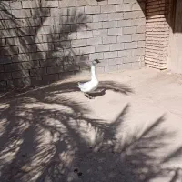 چویبده|حیوانات مزرعه|آبادان, |دیوار