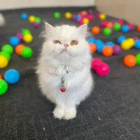 گربه