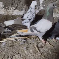 کبوتر پرشی|پرنده|محمدیار, |دیوار