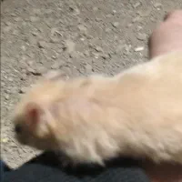 همستر.درحسن.اباد