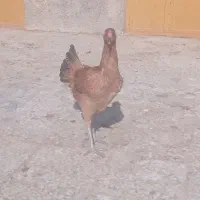 مرغ خروس. لاری . تخم بت|حیوانات مزرعه|زابل, |دیوار