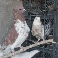 کبوتر‌ باخت