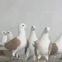 دوکتی پلاکی|پرنده|اهواز, آریاشهر|دیوار