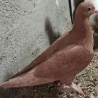 کبوتر1جفت زردوسرخ کاکل.نر زرد.جفت ساده،ماده2کت|پرنده|زاهدان, |دیوار