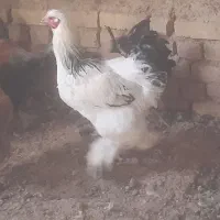 خروس برهما و تعدادی خروس معمولی و گلین