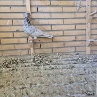سرور دورگ