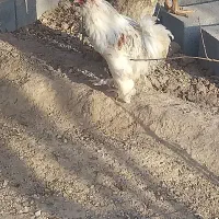 ۲ عدد خروس سلطان|حیوانات مزرعه|یزد, |دیوار