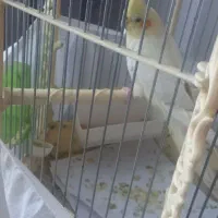 عروس هلندی نر و ماده|پرنده|تهران, جلیلی|دیوار