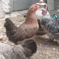 حیوانات مزرعه
