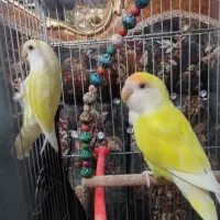 کوتوله مولد دستی سخنگو با تخم