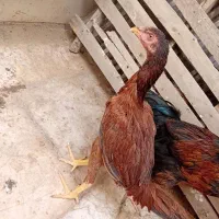 جوجه خروس لاری
