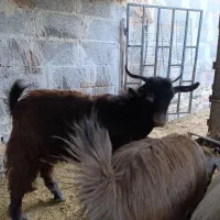 بز و کره|حیوانات مزرعه|یزد, |دیوار