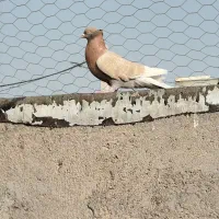 کفتر|پرنده|قم, دروازه ری|دیوار