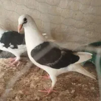 کبوتر پلاکی دوکت نر