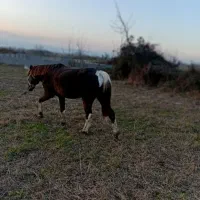 اسب سر حال تیز پا سواری عالی رامه رام|اسب و تجهیزات اسبسواری|تولم شهر, |دیوار