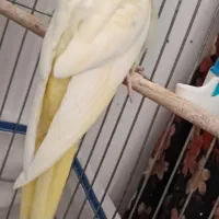 عروس هلندی سخنگو