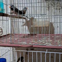 فنچ کرواتی  و مرغ عشق انگلیسی وطوطی برزیلی