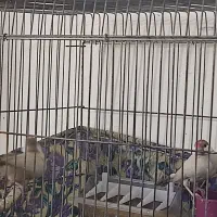 فنچ مصری شکلاتی|پرنده|کازرون, |دیوار