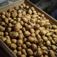 انواع رقم سیب زمینی بذری|خدمات باغبانی و درختکاری|بهار, |دیوار