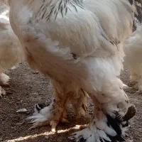 مرغ وخروس برهما و جوجه برهما|حیوانات مزرعه|آزادشهر, |دیوار