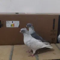 کبوترموشی|حیوانات|میانه, |دیوار