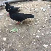 کبوتر آبادانی به شرط