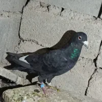 کبوتر|پرنده|شیراز, آبیاری|دیوار