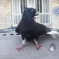 کبوتر اشعل نره سلطنتی