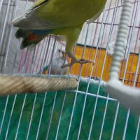 کتوله ماده و مرغ عشق ماده