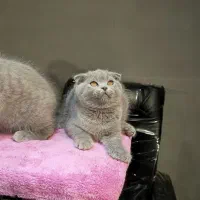 بچه گربه اسکاتیش ماده بلو|گربه|تهران, تهرانسر مرکزی|دیوار